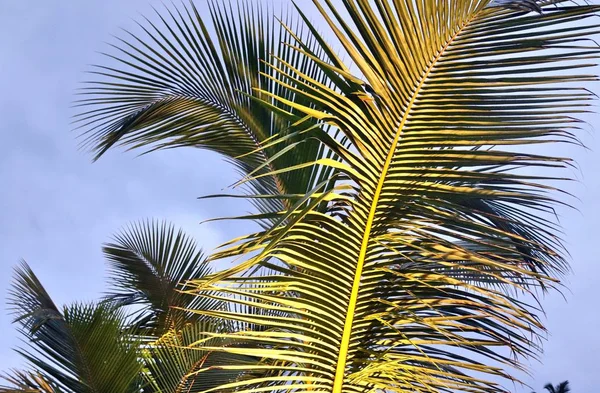 Prachtige Palmbomen Het Witte Zand Strand Paradijs Eilanden Seychellen — Stockfoto