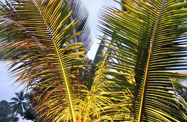 Beautiful Palm Trees White Sand Beach Paradise Islands Seychelles — Stock Photo, Image