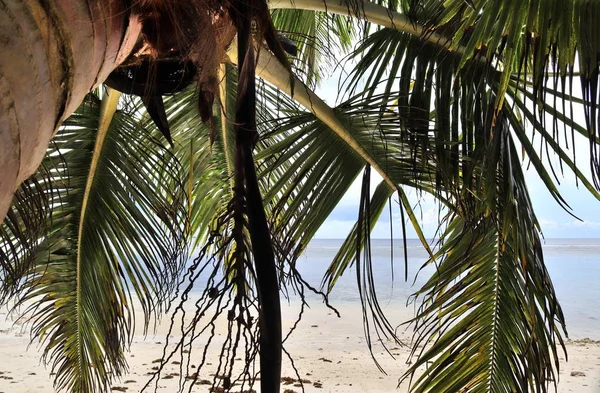 Beautiful Palm Trees White Sand Beach Paradise Islands Seychelles — Stock Photo, Image