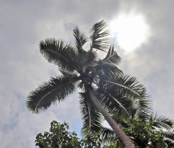Prachtige Palmbomen Het Witte Zand Strand Paradijs Eilanden Seychellen — Stockfoto