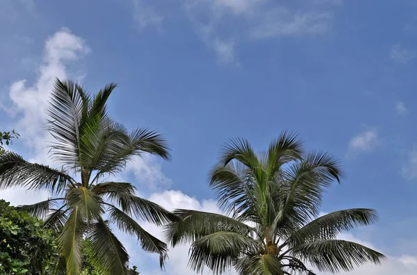 Krásné Palmy Bílé Písčité Pláže Seychelské Ostrovy Ráje — Stock fotografie