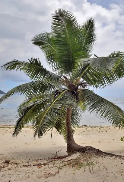 Beaux Palmiers Plage Sable Blanc Sur Les Îles Paradisiaques Seychelles — Photo