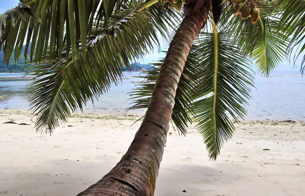 Όμορφα Φοίνικες Στο Την Παραλία Λευκή Άμμο Στις Σεϋχέλλες Νήσοι — Φωτογραφία Αρχείου