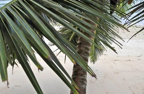 Beaux Palmiers Plage Sable Blanc Sur Les Îles Paradisiaques Seychelles — Photo