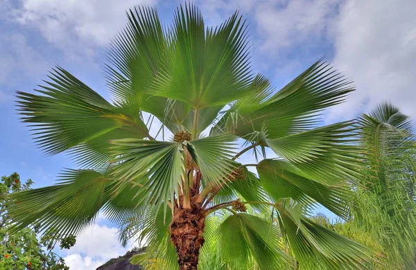 パラダイス島の白い砂浜の美しいヤシの木 — ストック写真