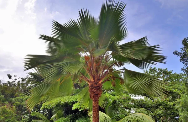 Prachtige Palmbomen Het Witte Zand Strand Paradijs Eilanden Seychellen — Stockfoto