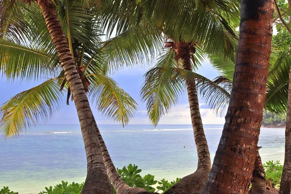 Schöne Palmen Weißen Sandstrand Auf Den Paradiesinseln Der Seychellen — Stockfoto