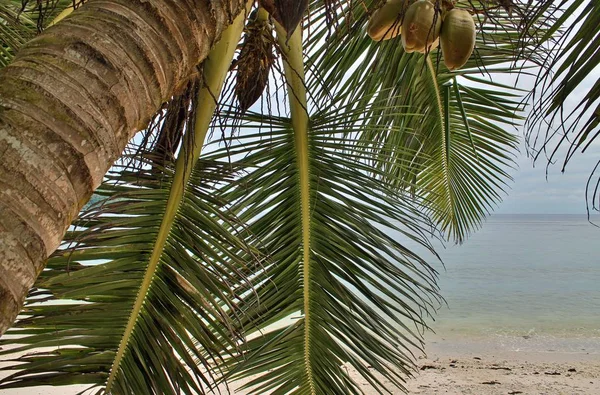 Schöne Palmen Weißen Sandstrand Auf Den Paradiesinseln Der Seychellen — Stockfoto