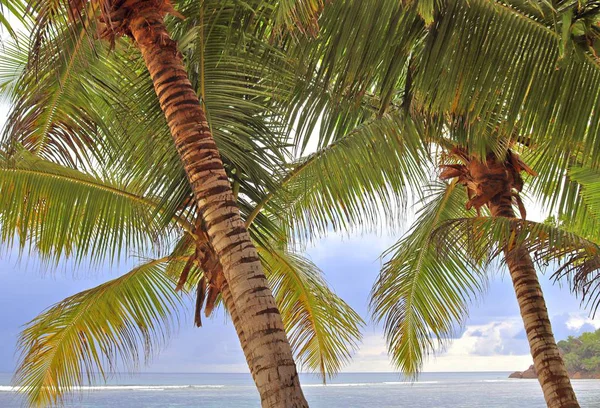 Beaux Palmiers Plage Sable Blanc Sur Les Îles Paradisiaques Seychelles — Photo