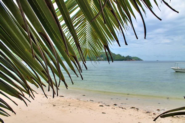 Beaux Palmiers Plage Sable Blanc Sur Les Îles Paradisiaques Seychelles — Photo