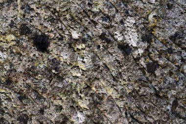 Yüksek çözünürlüklü yüzey yıpranmış beton duvar malzeme kökenden kadar kapatın