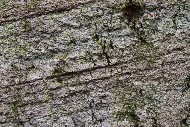 Yüksek çözünürlüklü yüzey yıpranmış beton duvar malzeme kökenden kadar kapatın