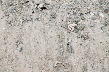 Seyşel Adaları üzerinde alınan beyaz kum plaj renkli mercan