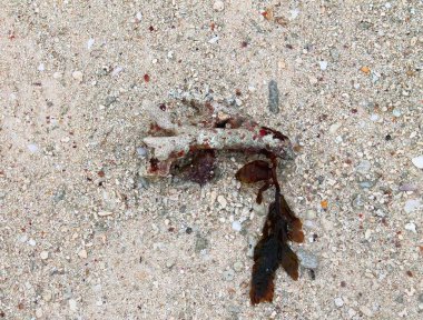 Seyşel Adaları üzerinde alınan beyaz kum plaj renkli mercan