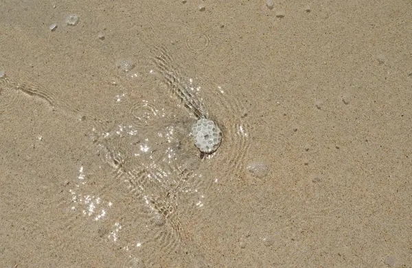 Πολύχρωμες Κοραλλιογενείς Σχετικά Λευκή Αμμουδιά Που Λαμβάνονται Στις Σεϋχέλλες — Φωτογραφία Αρχείου