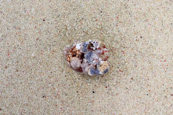 Πολύχρωμες Κοραλλιογενείς Σχετικά Λευκή Αμμουδιά Που Λαμβάνονται Στις Σεϋχέλλες — Φωτογραφία Αρχείου
