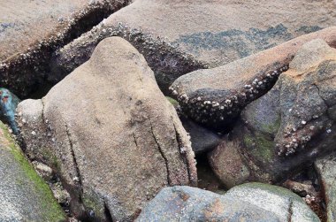 Tropik cennet plajlar güzel taşlara Seyşeller Adası