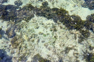 Seyşel Adaları adanın plajlarına alınan renkli deniz dibinin çekim