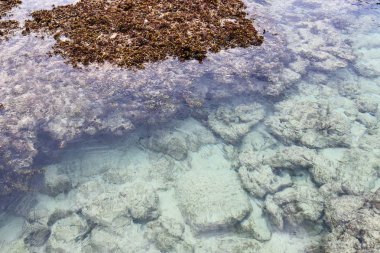 Seyşel Adaları adanın plajlarına alınan renkli deniz dibinin çekim