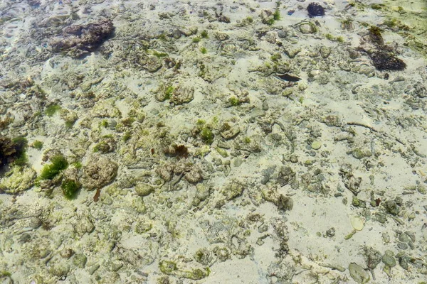 Kolorowe Dna Morskiego Ujęć Plażach Wyspy Seszeli — Zdjęcie stockowe