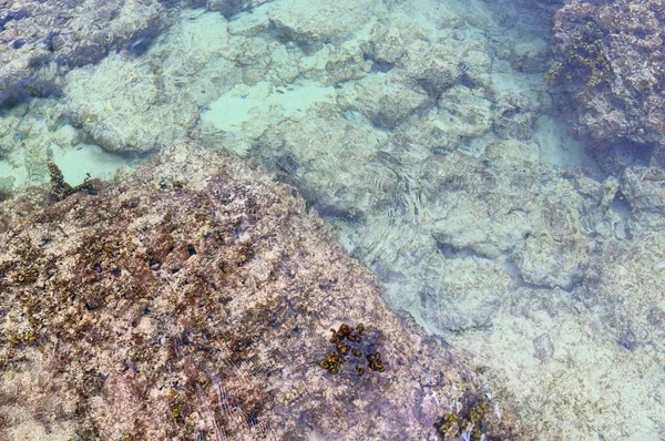 Fotos Coloridas Del Fondo Marino Tomadas Las Playas Isla Seychelles —  Fotos de Stock