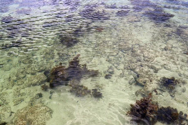 Fotos Coloridas Del Fondo Marino Tomadas Las Playas Isla Seychelles — Foto de Stock