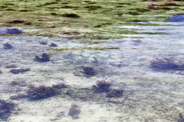 Kolorowe Dna Morskiego Ujęć Plażach Wyspy Seszeli — Zdjęcie stockowe