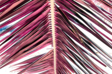 Ve Cennet Adası Seyşel Adaları palmiye ağaçlarının iyi kızılötesi çekim