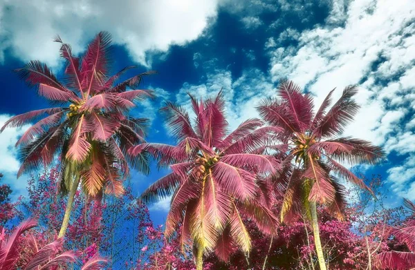 Vakkert Infrarødt Bilde Palmetrær Paradisøya Seychellene – stockfoto