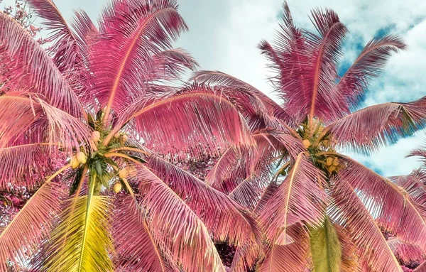 Mooi Infrarood Schot Van Palmbomen Seychellen Paradijs Eiland — Stockfoto