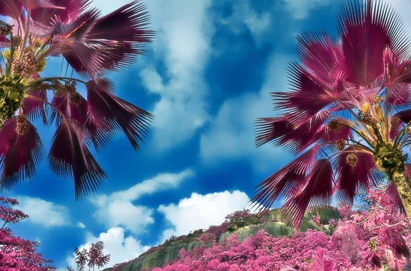 パラダイス島でヤシの木の美しい赤外線ショット — ストック写真