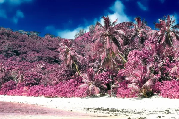 Красивый Инфракрасный Снимок Пальм Райском Острове Сейшелы — стоковое фото