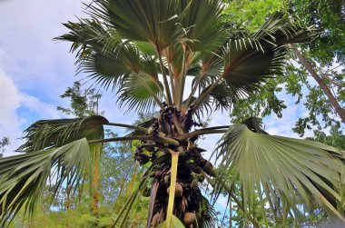 Coco de Mer hurma Seyşeller Adası