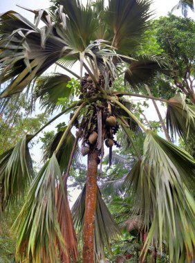 Coco de Mer hurma Seyşeller Adası