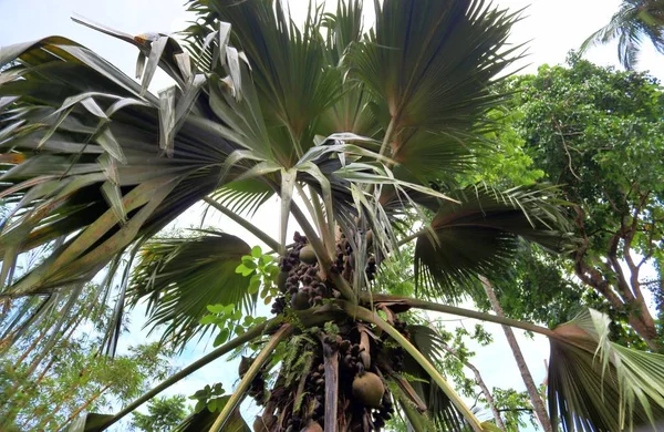 Coco Mer Palmtree Ilha Das Seychelles — Fotografia de Stock