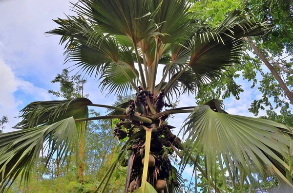 Coco de Mer hurma Seyşeller Adası