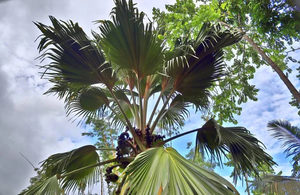 Coco Mer Palmtree Seychelle Szigetek Sziget — Stock Fotó