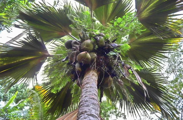 Coco Mer Palmtree Seychelle Szigetek Sziget — Stock Fotó