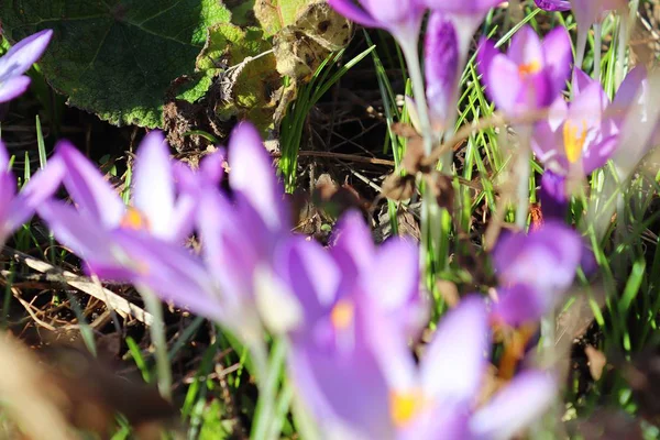 Fleurs Crocus Jaunes Violettes Colorées Soleil Prises Allemagne Nord — Photo