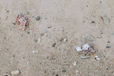 Mercan cennet Adası Seyşel Adaları plajda, yakın çekim