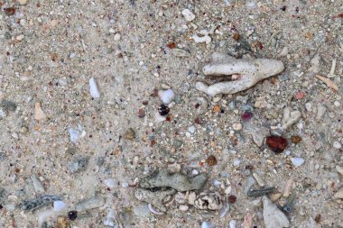 Mercan cennet Adası Seyşel Adaları plajda, yakın çekim