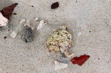 Mercan cennet Adası Seyşel Adaları plajda, yakın çekim