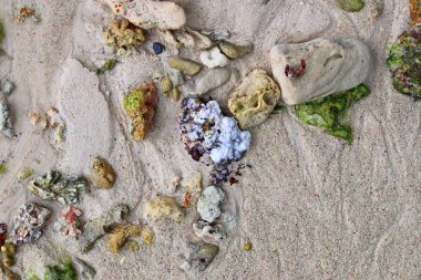 Mercan cennet Adası Seyşel Adaları plajda, yakın çekim