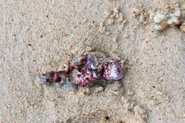 Mercan cennet Adası Seyşel Adaları plajda, yakın çekim