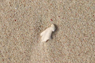 Mercan cennet Adası Seyşel Adaları plajda, yakın çekim