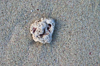 Mercan cennet Adası Seyşel Adaları plajda, yakın çekim