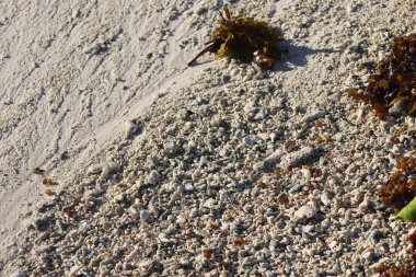 Mercan cennet Adası Seyşel Adaları plajda, yakın çekim