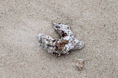Mercan cennet Adası Seyşel Adaları plajda, yakın çekim