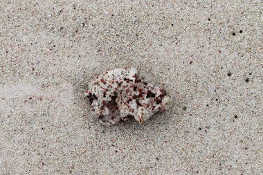 Mercan cennet Adası Seyşel Adaları plajda, yakın çekim