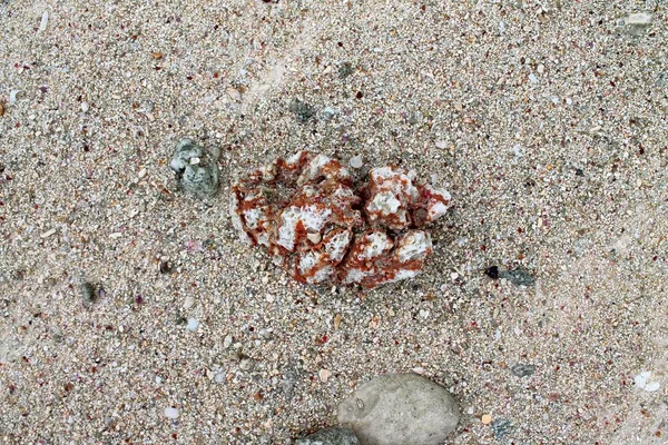 Закрытие Кораллов Пляже Острове Сейшельские Острова — стоковое фото